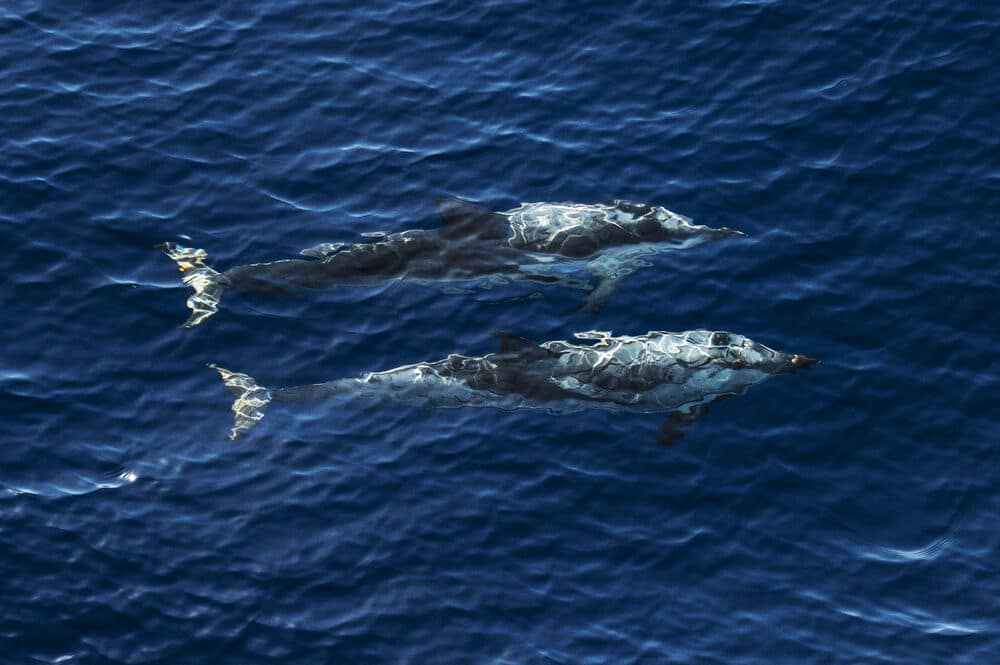 Striped Dolphins