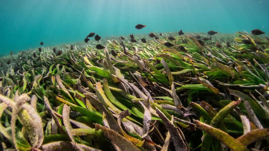 Seagrass - Fred. Olsen Cruises