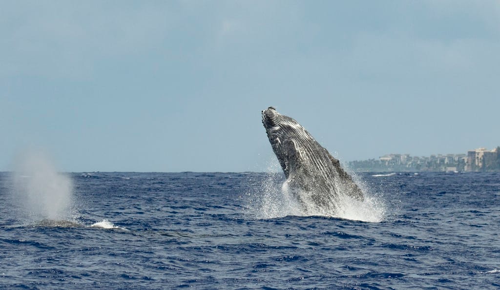 Whale watching in Hawaii