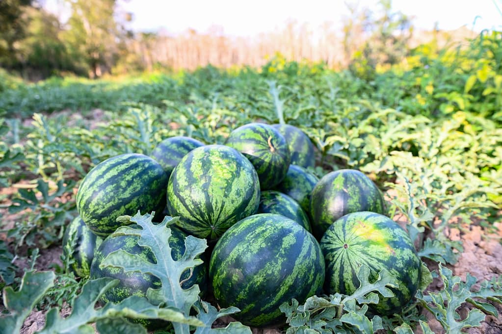 Watermelons in the fields of Katakolon, Greece