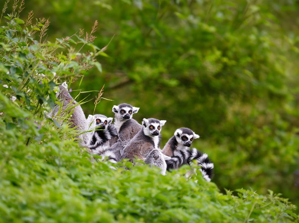 Madagascar