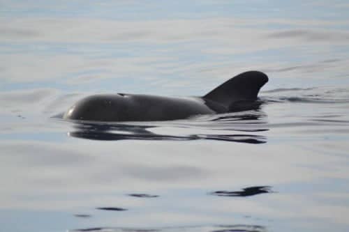 Pilot Whale - Copyright 2023 Ambassador Cruise Line