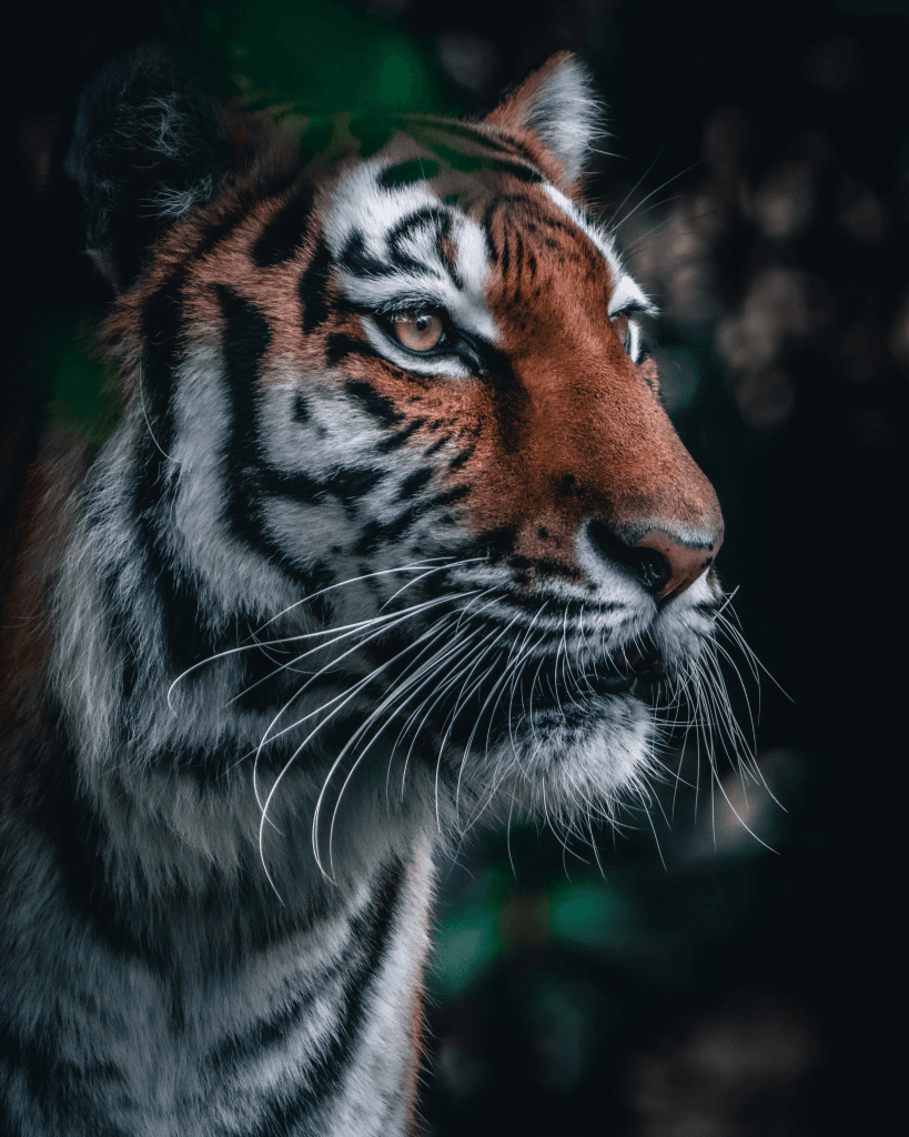 Indian Tiger