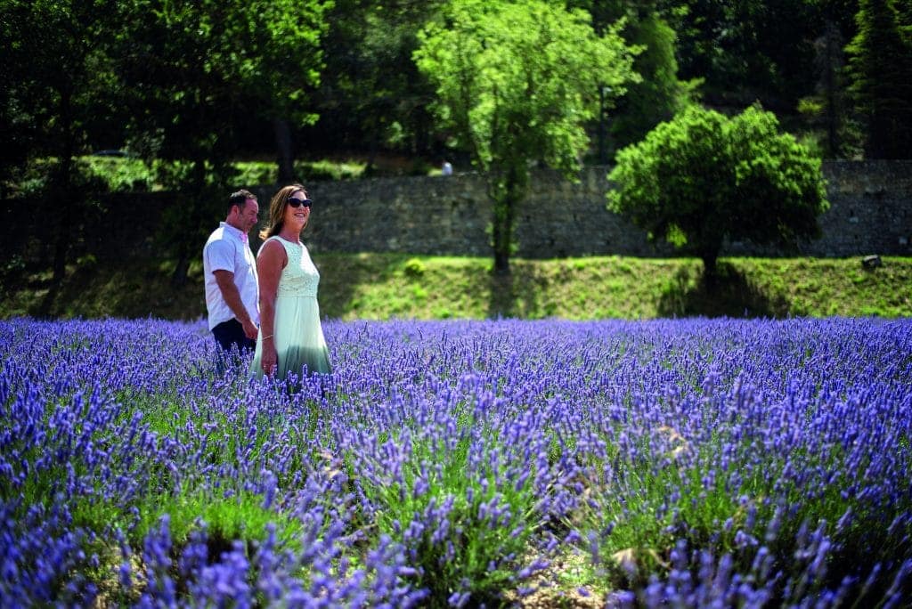 Fields of Lavender in Provence