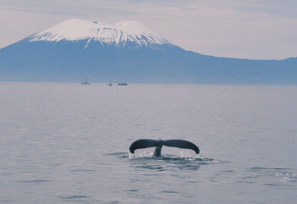 Alaska, Sitka Sea Mammals