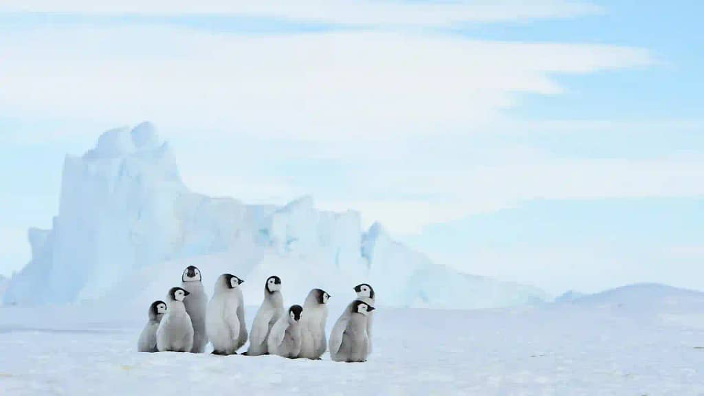 Penguins in Antarctica